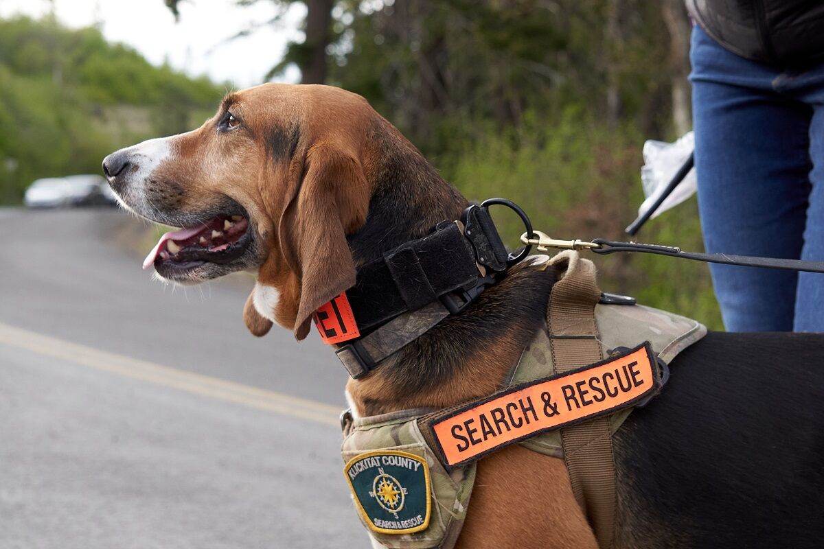 K-9 Ellie